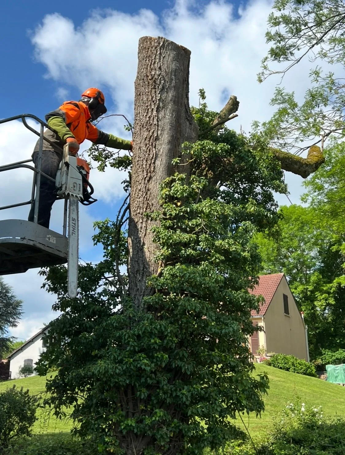 Travaux sur arbres réalisé par Prestige Green